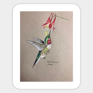 Ruby throated Hummingbird Sticker